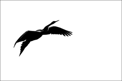 "Calligraphy of Birds, Vol.1, no.10", Darter, a.k.a. “Snake Bird”