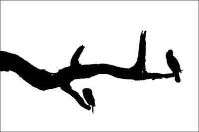 "Calligraphy of Birds, Vol.1, no.12", Cormorants