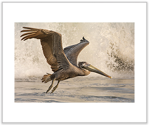 Pelican by Christina Stobbs, BC