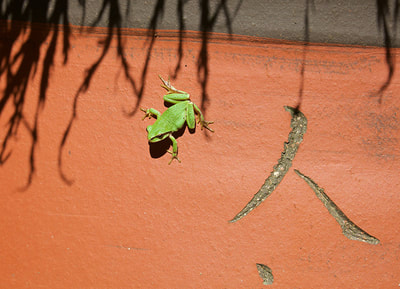 Tree Frog on Terracotta, Back Deck, Denman Island, BC