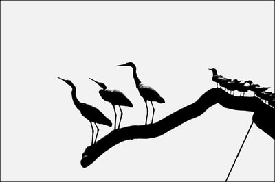 "Calligraphy of Birds, Vol.1, no.11", Egrets & River Terns