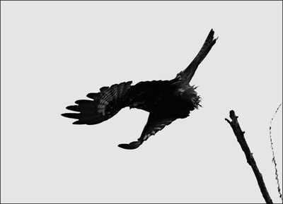"Calligraphy of Birds, Vol.1, no.17", Black Kite