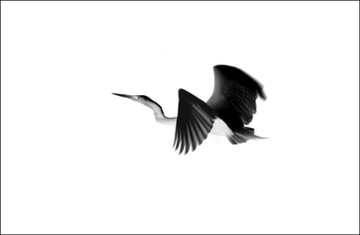 "Calligraphy of Birds, Vol.1, no.2", Great Egret
