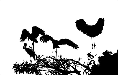 "Calligraphy of Birds, Vol.1, no.5", Asian Openbill Storks"Calligraphy of Birds, Vol.1, no.5", Asian Openbill Storks