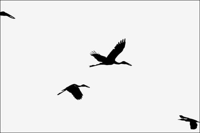 "Calligraphy of Birds, Vol.1, no.6", Asian Openbill Storks & Darter