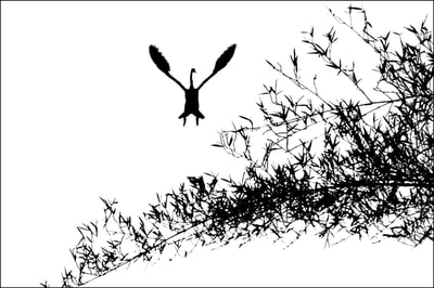 "Calligraphy of Birds, Vol.1, no.8", Asian Openbill Stork