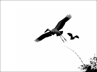 "Calligraphy of Birds, Vol.1, no.9", Asian Openbill Stork & Fruit Bat